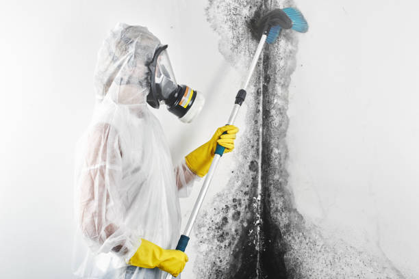 Best Emergency Mold Remediation  in El Jebel, CO