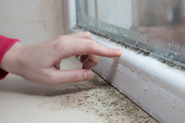 Best Comprehensive Air Testing for Mold Contaminants  in El Jebel, CO